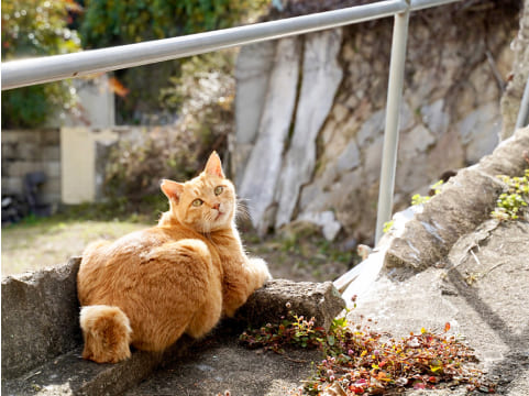 写真:道端に茶色の猫がいます